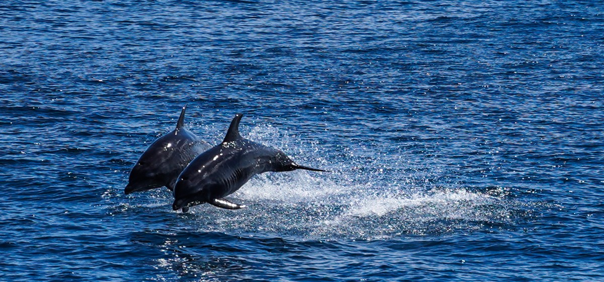 Diving Darwin and&nbsp;Wolf